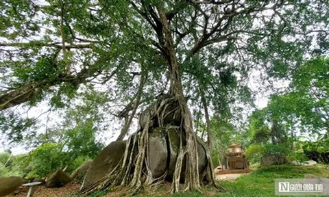 Cận cảnh cây sanh di sản nghìn tuổi ôm đá thế ‘mâm xôi con gà’ độc nhất vô nhị ở Nghệ An