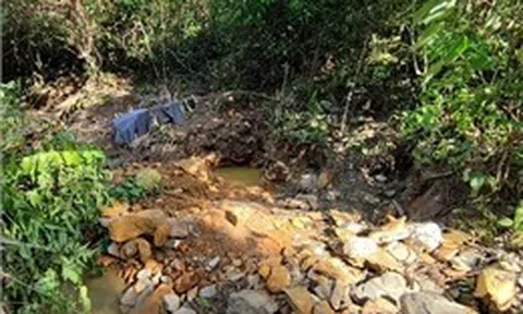 Giấc mộng vàng và nước mắt rừng phòng hộ Yên Na - Bài 1: Giấc mộng đổi đời từ... tin đồn