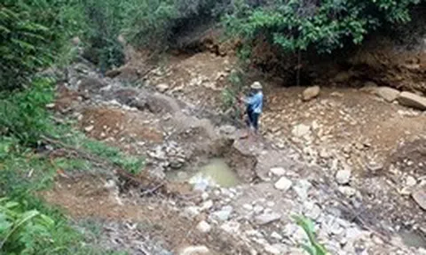 Giấc mộng vàng và nước mắt rừng phòng hộ Yên Na - Bài 2: Rừng phòng hộ 'chảy máu'