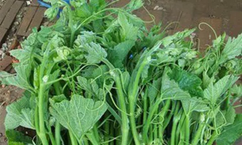 Loại rau bổ dưỡng bán đầy chợ giúp ổn định huyết áp, tốt cho tiêu hóa, nhiều người bỏ qua