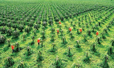 Thanh long Lâm Đồng vào vụ, giá lao dốc: Nhà vườn chỉ còn "lời tiền công"