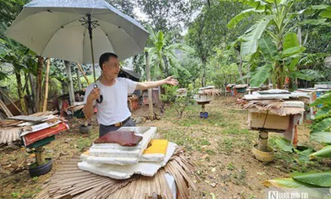 Bí quyết nuôi ong mật ở vùng đệm VQG Phong Nha – Kẻ Bàng cho thu nhập hàng tỷ đồng mỗi năm