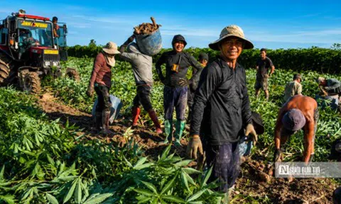 Nhộn nhịp mùa thu hoạch khoai mì trên những cánh đồng Tây Ninh