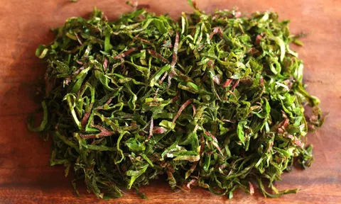 Loại cây quý như "nhân sâm người nghèo", mọc đầy bờ rào nhưng ít ai hay biết
