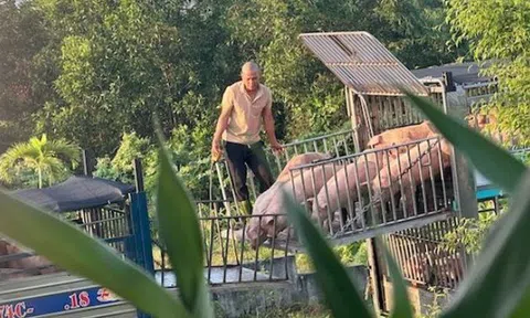 Triệt phá đường dây vận chuyển, mua bán hơn 250 tấn lợn bệnh ở Quảng Trị