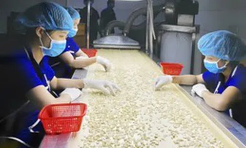 Hạt điều Việt và cuộc chuyển mình khỏi "lời nguyền gia công" - Kỳ 1: Thống lĩnh xuất khẩu, lép vế thương hiệu