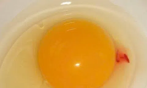 Vì sao lòng đỏ trứng lại có đốm máu? Câu trả lời khiến nhiều người bất ngờ