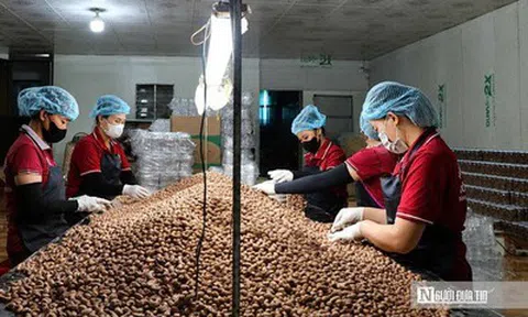 Hạt điều Việt và cuộc chuyển mình khỏi "lời nguyền gia công" - Kỳ cuối: Khẳng định thương hiệu, nâng tầm giá trị