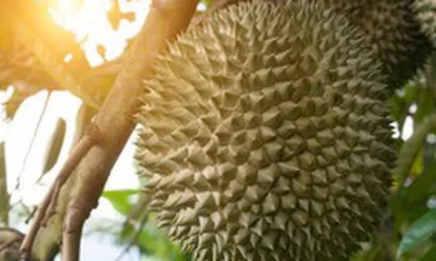 Loại sầu riêng đặc biệt đang được bán gần 1 triệu đồng/quả