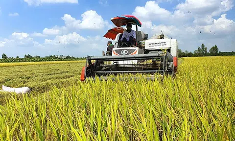 Sắp diễn ra festival quốc tế đặc biệt, 25.000 chậu lúa sẽ được trưng bày