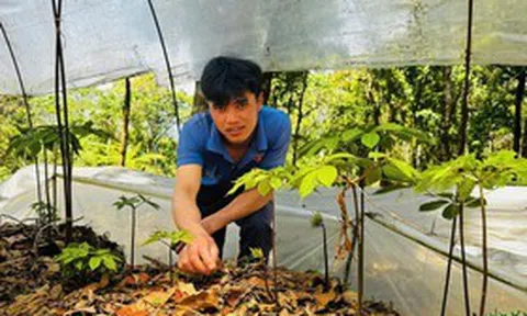 Gian nan giữ "vàng xanh" giữa đại ngàn Quảng Ngãi