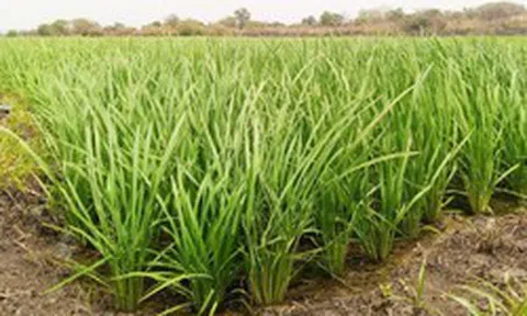 Láng giềng Việt Nam mang một giống lúa ‘thần kỳ’ sang châu Phi gây sốt: Năng suất tăng gấp 3 lần, mỗi ha thu về 8 tấn lúa