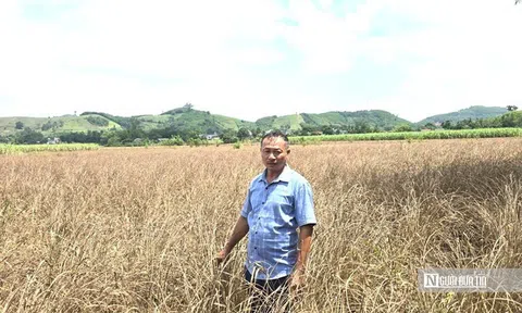 Lũ dữ rút đi, nước mắt nông dân ở lại