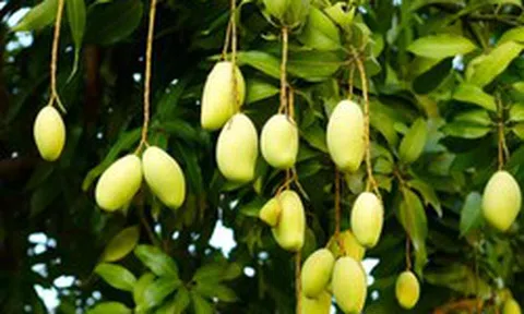 Không phải thanh long hay sầu riêng, Campuchia quyết làm giàu từ loại quả Việt Nam cũng đang trồng nhiều: Diện tích trồng tăng 2.660%, sản lượng 2,2 triệu tấn mỗi năm