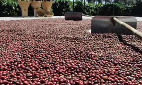 Cà phê, ca cao đồng loạt tăng giá