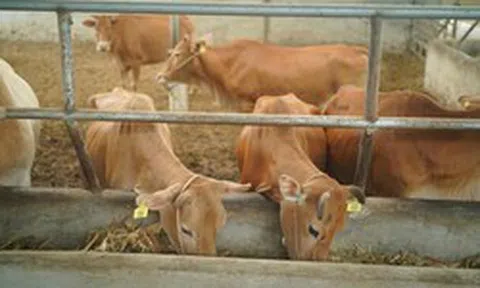 Bò H’Mông đối đầu “truyền thuyết” bò Wagyu, trâu đông lạnh Ấn Độ xoa dịu hầu bao khách hàng trong nước