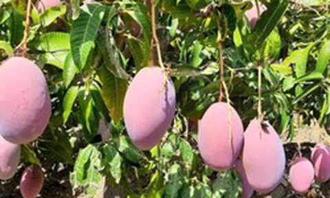 Không phải sầu riêng, Thái Lan lo mất trắng một loại trái cây do lũ lụt: Cây mới cần 4-5 năm mới cho quả, Việt Nam đang sở hữu hơn 100.000 ha