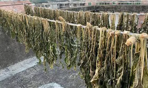 Đừng chỉ ăn củ, lá loại cây này được ví như "chổi quét" tự nhiên cho đường ruột