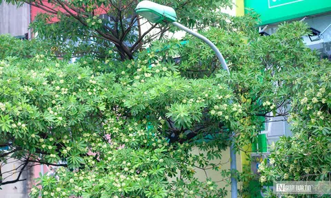Hà Nội yêu cầu khẩn trương di dời bớt cây hoa sữa