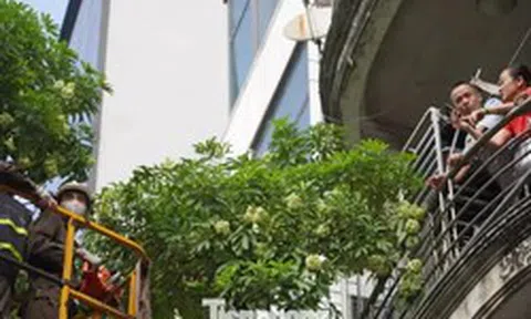 Hà Nội sẽ thay thế hoa sữa phố Nguyễn Du bằng cây sao đen