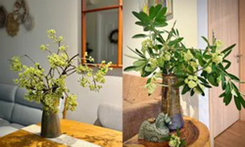 Trend hoa sữa hot nhất năm nay: 20/10 nhiều người xin hoa về cắm cho... thơm