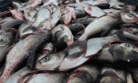Loài cá thường bị chê vì mùi tanh nhưng lại là “kho báu” Omega-3 cực tốt cho sức khỏe