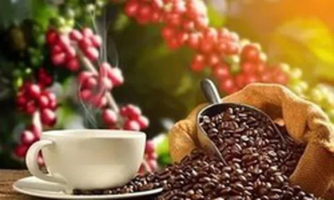 Giá cà phê xuống dưới mốc 90.000 đồng/kg