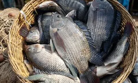 Không phải cá ngừ hay cá tra, Trung Quốc lo gặp khó với mặt hàng Việt Nam đang đứng thứ 3 châu Á: Tồn kho giảm gần một nửa, protein cao hơn cả cá hồi