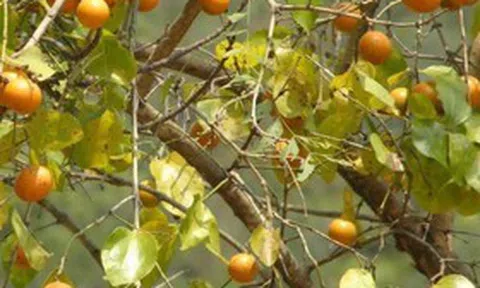 Loài cây có hạt chứa chất độc cực mạnh, Hà Nội đưa vào danh mục cấm trồng