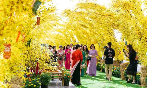 Cung đường mùa xuân với 90.000 nhánh mai vàng hút khách ở Kiên Giang