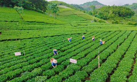 Vùng chè Thái Nguyên nâng chất, xây dựng thương hiệu
