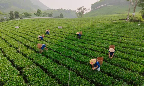 Làn gió mới cho vùng chè Thái Nguyên