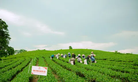 Thái Nguyên: Người dân trồng chè ở La Bằng với niềm vui an cư