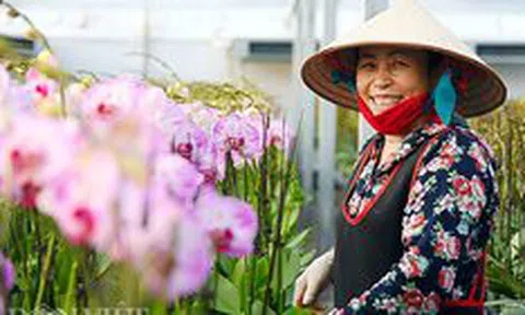 Bỏ Trung Quốc về Việt Nam: Ông trùm lan hồ điệp thu chục tỷ mỗi năm