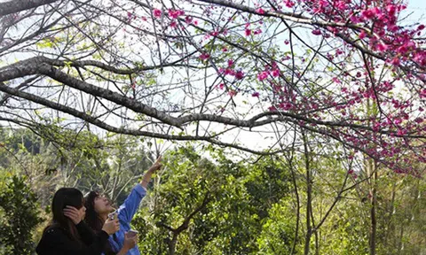 Bừng sắc hoa Anh Đào tại Điện Biên