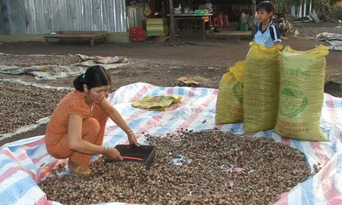 Giá điều chỉ bằng phân nửa  so với cùng kỳ năm ngoái