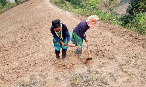 Gần 400 ha hoa màu của người dân tại Điện Biên bị thiệt hại do nắng nóng kéo dài