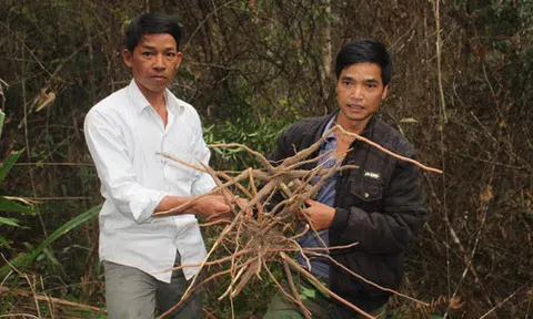 Làm giàu với “kho báu” dưới tán rừng Kon Ka Kinh