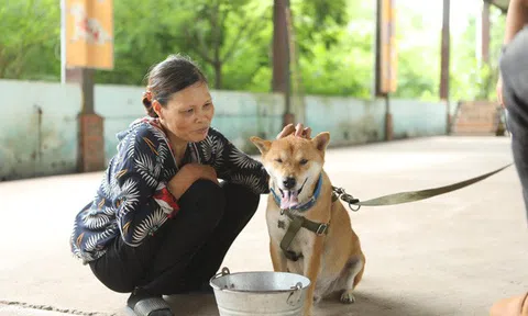 Cậu Vàng của Lão Hạc có nhất thiết phải là giống chó thuần Việt?