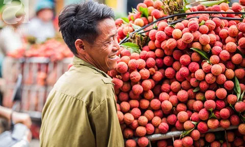 Vải thiều chính thức được phép xuất khẩu trực tiếp sang Nhật