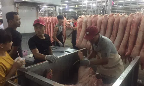 Thương lái đặt mua heo hơi 105.000 đồng/kg vào dịp Tết