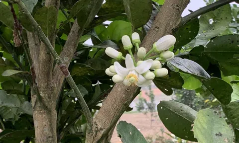 Rộn ràng tết vùng quê