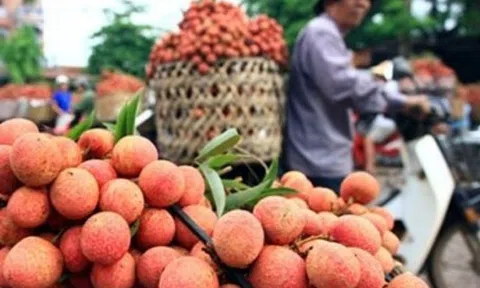 Quả vải Việt Nam đủ tiêu chuẩn xuất khẩu đi Nhật