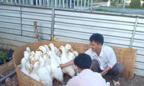 Giá vịt thịt tăng nhẹ, gà công nghiệp bán chậm