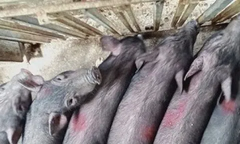 Giá lợn khó giảm mạnh