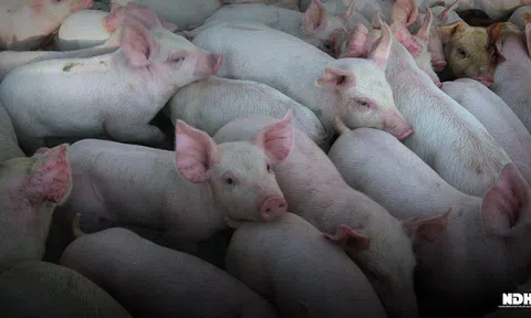 Trước khi lập đỉnh 105.000 đồng/kg, giá lợn có 5 tháng đầy biến động