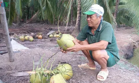 Bến Tre: Giá dừa cao nhưng khan hàng