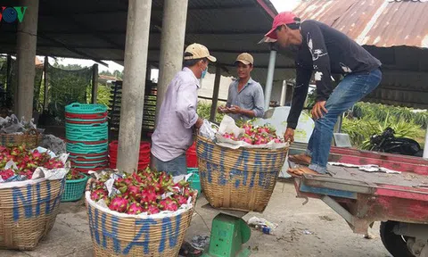 Đầu ra trái thanh long bấp bênh do chưa mở rộng thị trường xuất khẩu