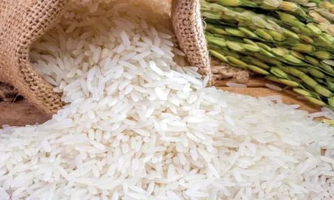 Quy định chứng nhận chủng loại gạo thơm xuất khẩu sang EU