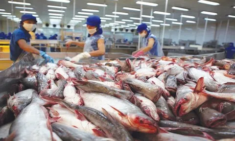 Doanh nghiệp xuất khẩu cá tra kỳ vọng nhiều vào EVFTA